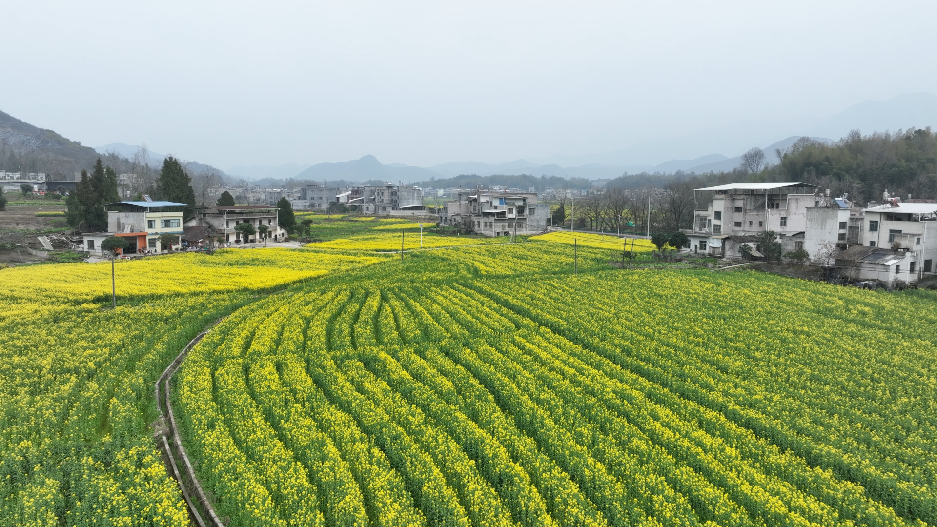 通城：花开四野春意浓 金色花海引客来